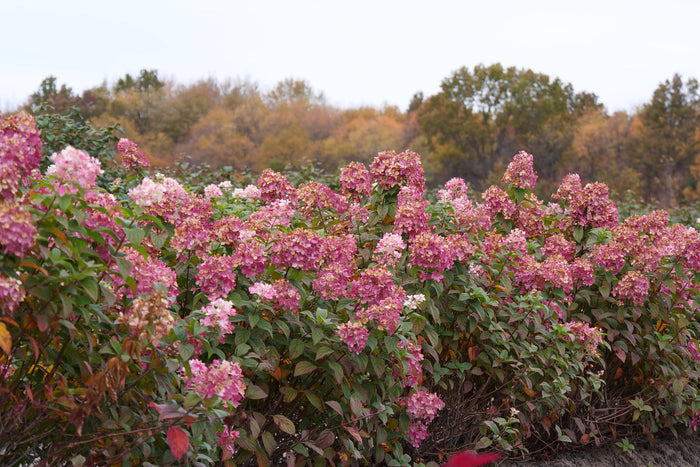 Hydrangea pan. Fire Light Tidbit® - 2 Gallon