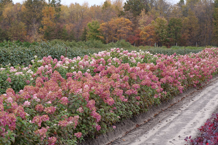Hydrangea pan. Fire Light Tidbit® - 2 Gallon
