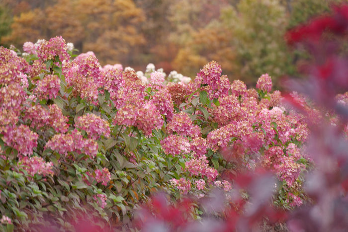 Hydrangea pan. Fire Light Tidbit® - 2 Gallon