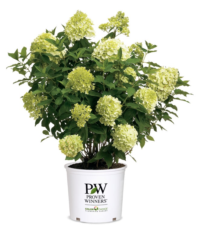 Hydrangea pan. Limelight - 2 Gallon
