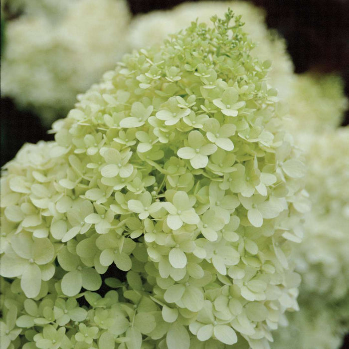 Hydrangea pan. Limelight - 2 Gallon
