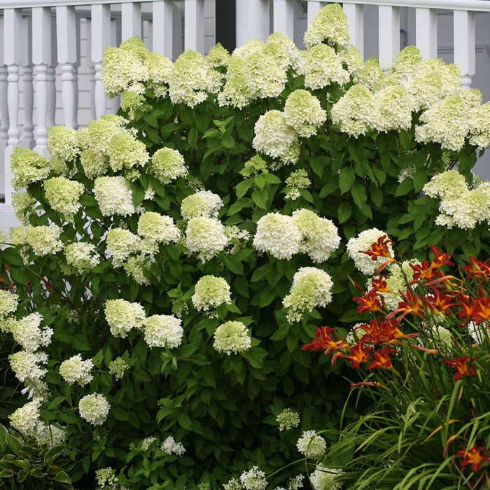 Hydrangea pan. Limelight - 2 Gallon