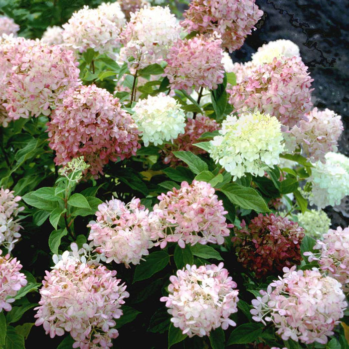 Hydrangea pan. Limelight - 2 Gallon