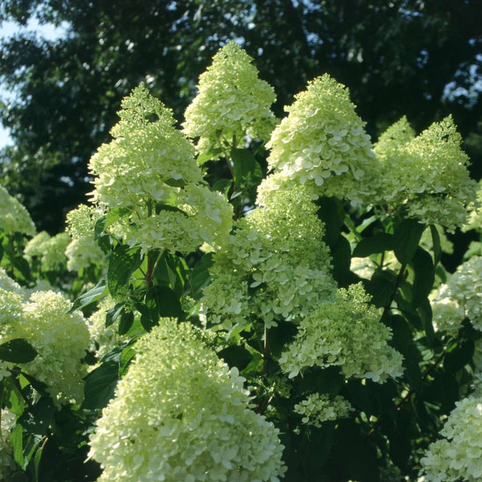 Hydrangea pan. Limelight - 2 Gallon