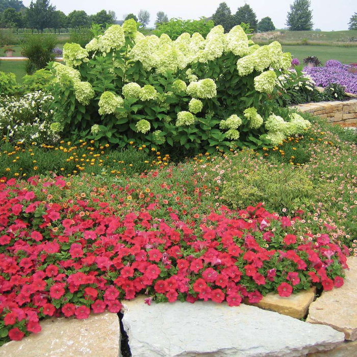 Hydrangea pan. Limelight - 2 Gallon