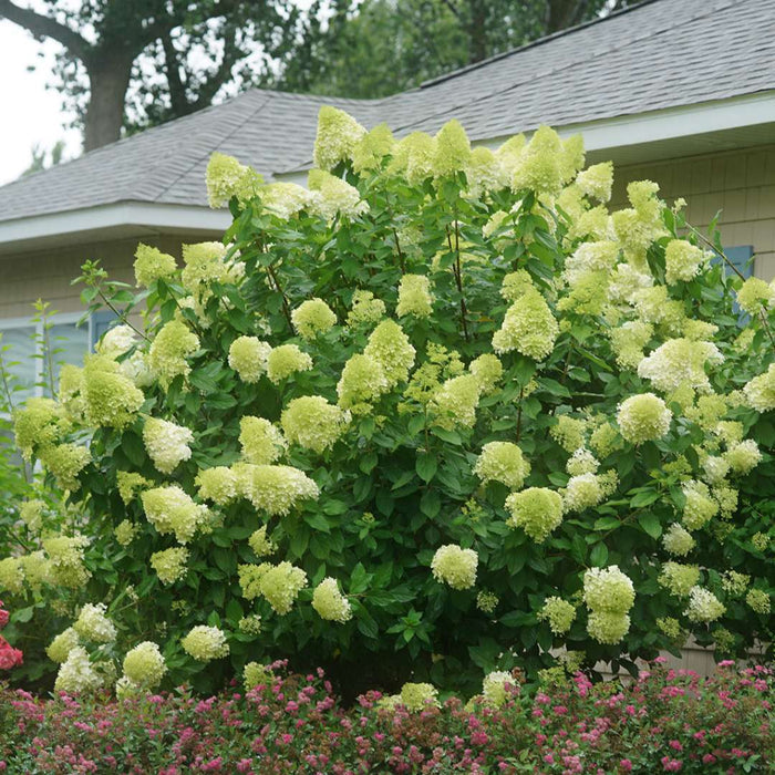 Hydrangea pan. Limelight - 2 Gallon