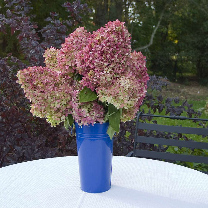 Hydrangea pan. Limelight - 2 Gallon