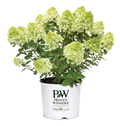 Hydrangea pan. Little Lime® - 2 Gallon