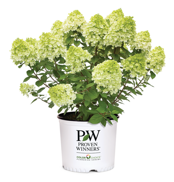 Hydrangea pan. Little Lime® - 2 Gallon