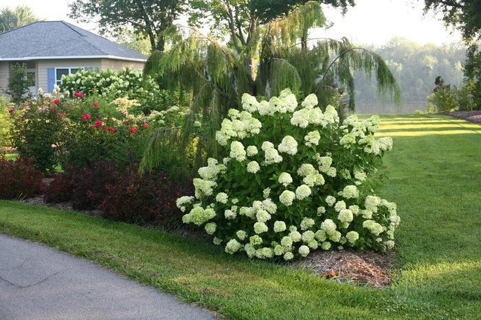 Hydrangea pan. Little Lime® - 2 Gallon