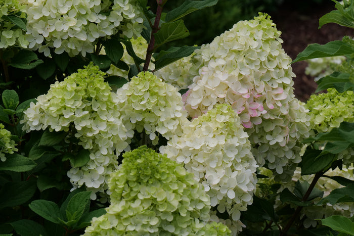 Hydrangea pan. Little Lime® - 2 Gallon