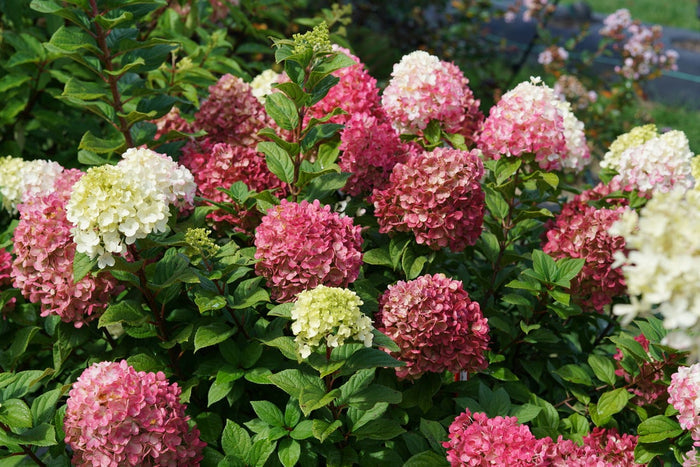 Hydrangea pan. Little Lime® - 2 Gallon
