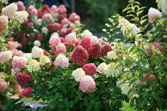 Hydrangea pan. Little Lime® - 2 Gallon