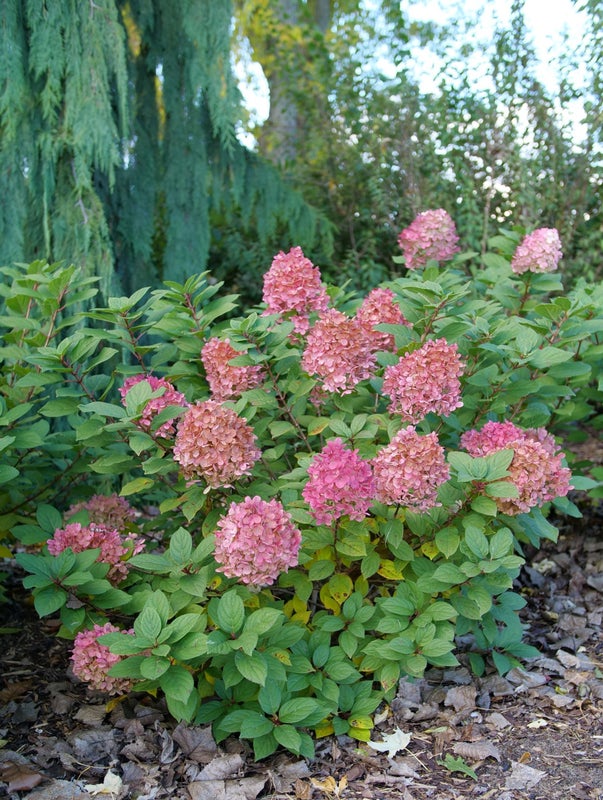 Hydrangea pan. Little Lime® - 2 Gallon