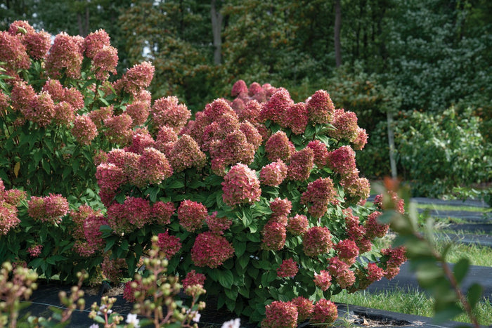 Hydrangea pan. Little Lime® - 2 Gallon