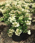 Hydrangea pan. Panflora - 2 Gallon