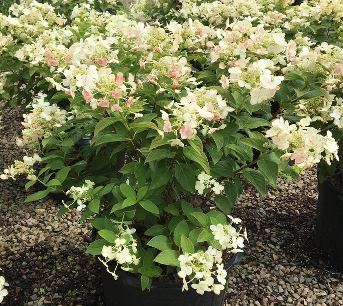 Hydrangea pan. Panflora - 2 Gallon