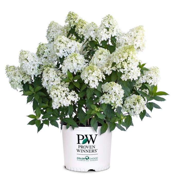 Hydrangea pan. Quick Fire Fab® - 2 Gallon