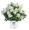 Hydrangea pan. Quick Fire Fab® - 2 Gallon