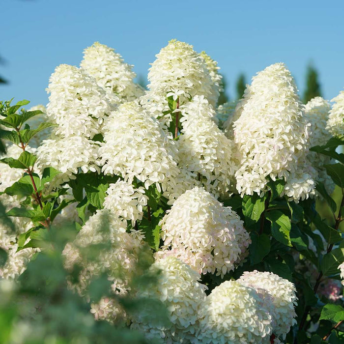 Hydrangea pan. Quick Fire Fab® - 2 Gallon