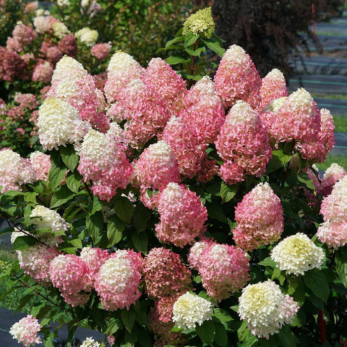 Hydrangea pan. Quick Fire Fab® - 2 Gallon