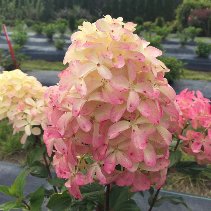 Hydrangea pan. Quick Fire Fab® - 2 Gallon