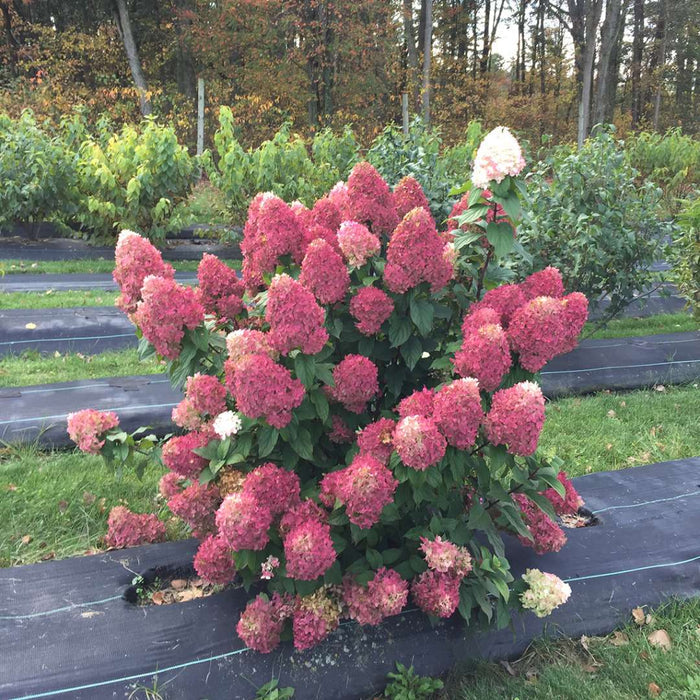 Hydrangea pan. Quick Fire Fab® - 2 Gallon