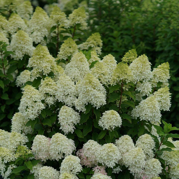 Hydrangea pan. Quick Fire Fab® - 2 Gallon