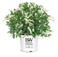 Itea Scentlandia® - 2 Gallon