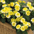 Lantana Bandana® Lemon Zest - 2 Gallon