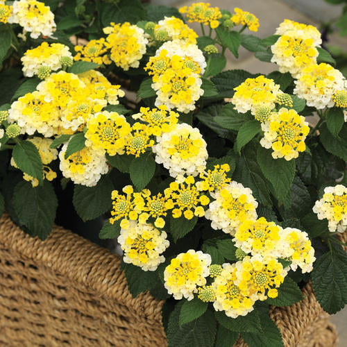 Lantana Bandana® Lemon Zest - 2 Gallon
