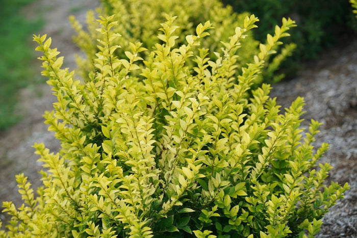 Ligustrum Golden Ticket® - 2 Gallon