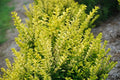 Ligustrum Golden Ticket® - 2 Gallon