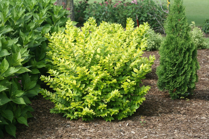 Ligustrum Golden Ticket® - 2 Gallon