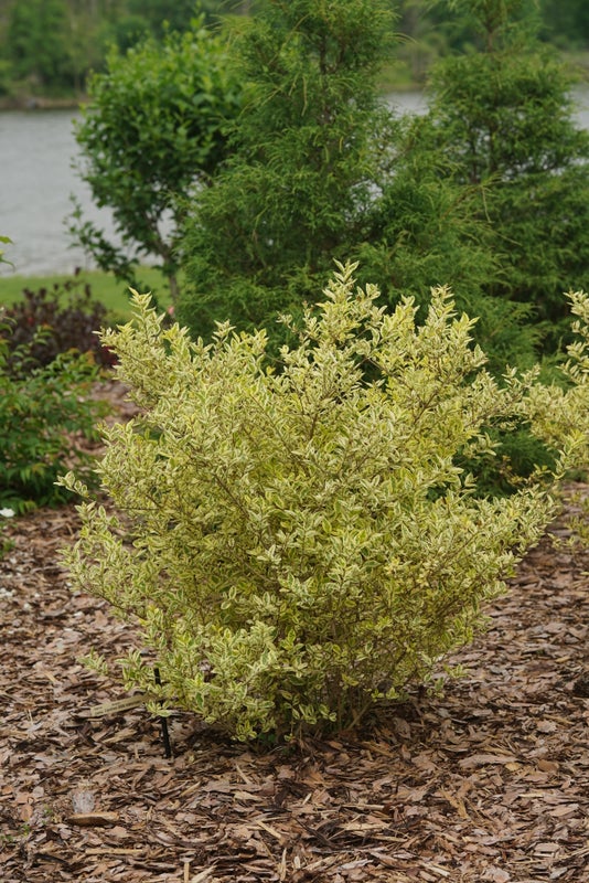 Ligustrum Good Vibrations® - 2 Gallon