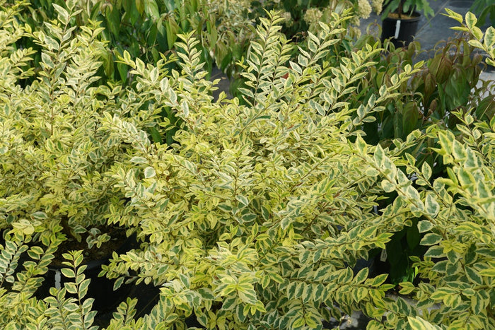 Ligustrum Good Vibrations® - 2 Gallon