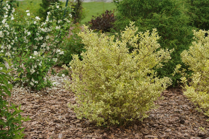 Ligustrum Good Vibrations® - 2 Gallon