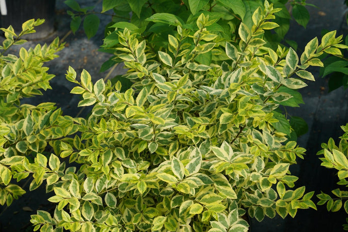Ligustrum Good Vibrations® - 2 Gallon