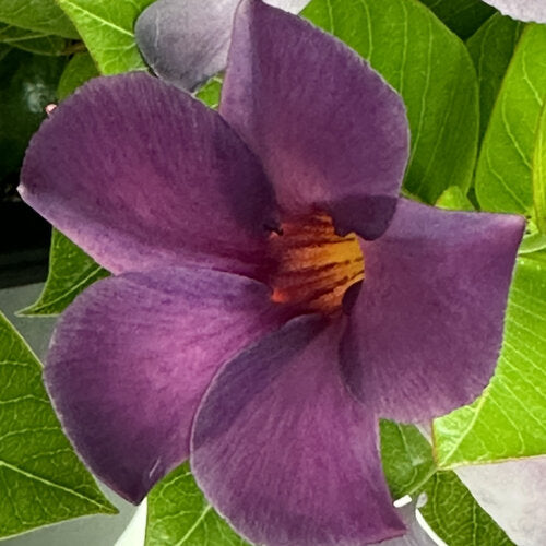 Mandevilla Sun Parasol® Bluephoria - 2 Gallon