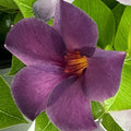 Mandevilla Sun Parasol® Bluephoria - 2 Gallon