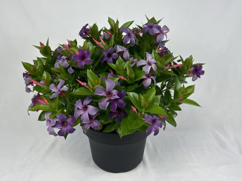 Mandevilla Sun Parasol® Bluephoria - 2 Gallon
