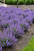 Nepeta Catmint Cat's Pajama's - 1 Gallon