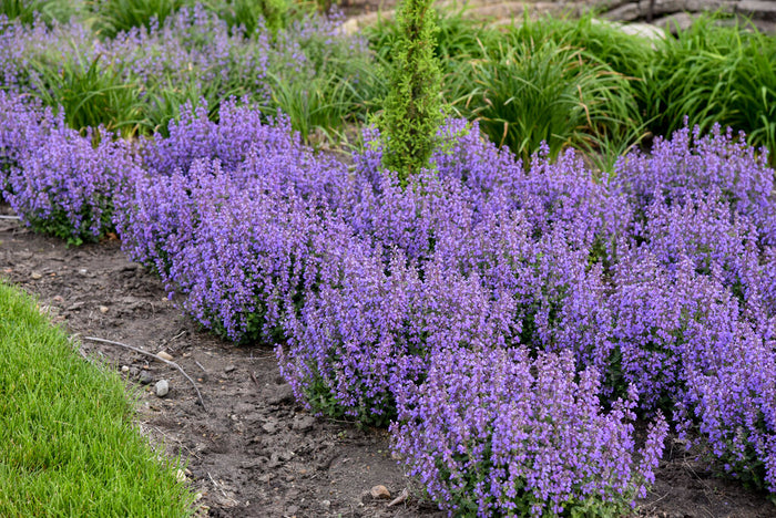 Nepeta Catmint Cat's Pajama's - 1 Gallon
