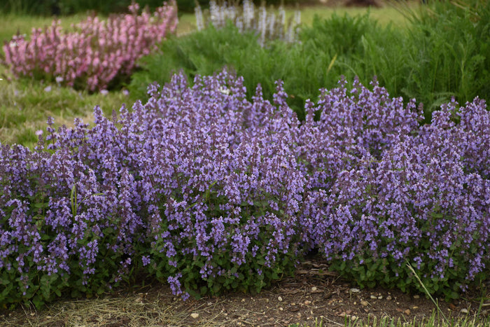 Nepeta Catmint Cat's Pajama's - 1 Gallon