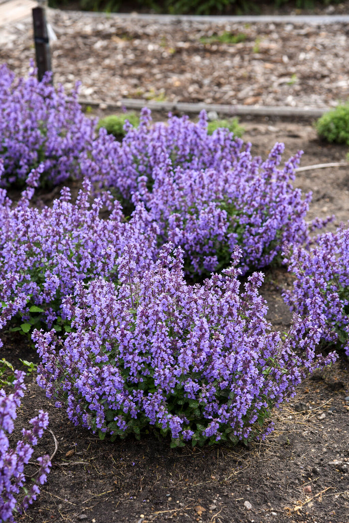 Nepeta Catmint Cat's Pajama's - 1 Gallon