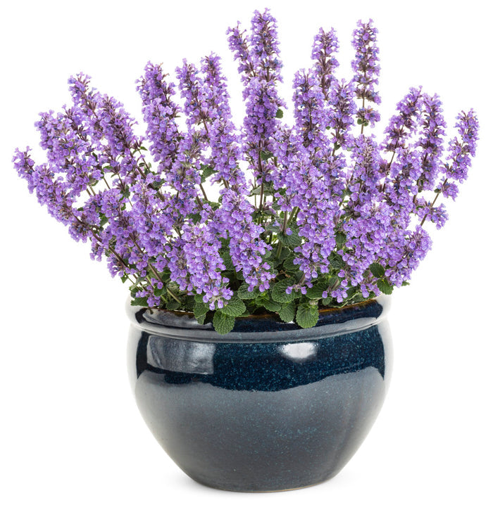 Nepeta Catmint Cat's Pajama's - 1 Gallon