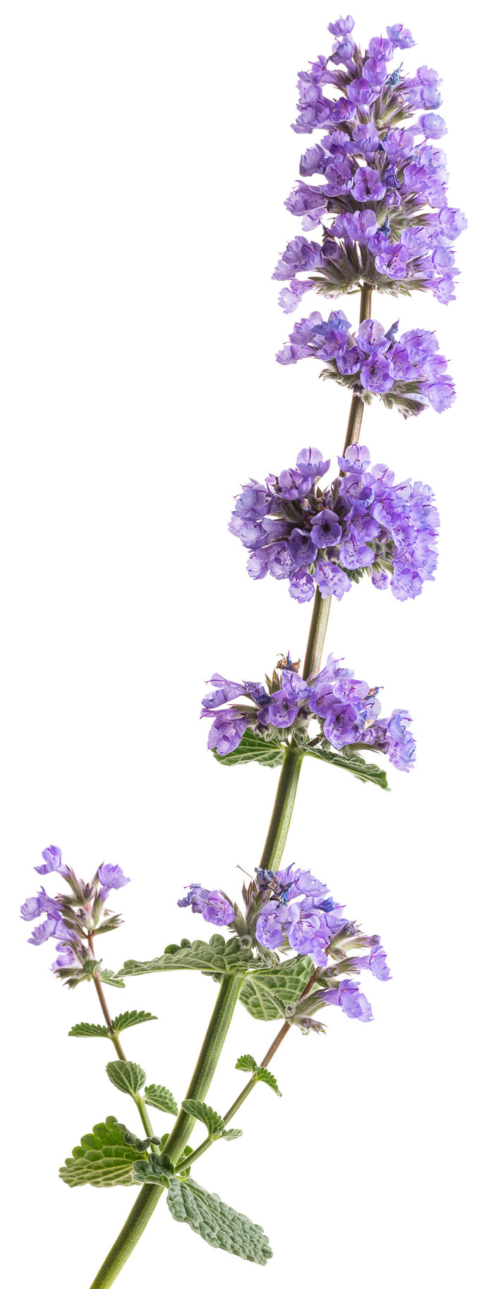 Nepeta Catmint Cat's Pajama's - 1 Gallon