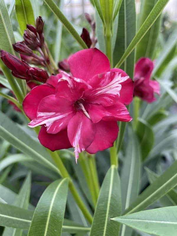 Oleander OLÉ!® - 2 Gallon