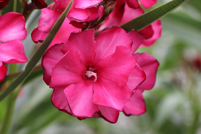 Oleander OLÉ!® - 2 Gallon