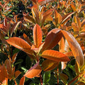 Photinia Hideaway Hedge™ Harvest Moon - 2 Gallon
